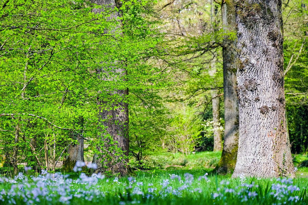 The Complete Guide to Planting Trees